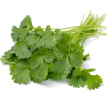 Organic Coriander Bunch